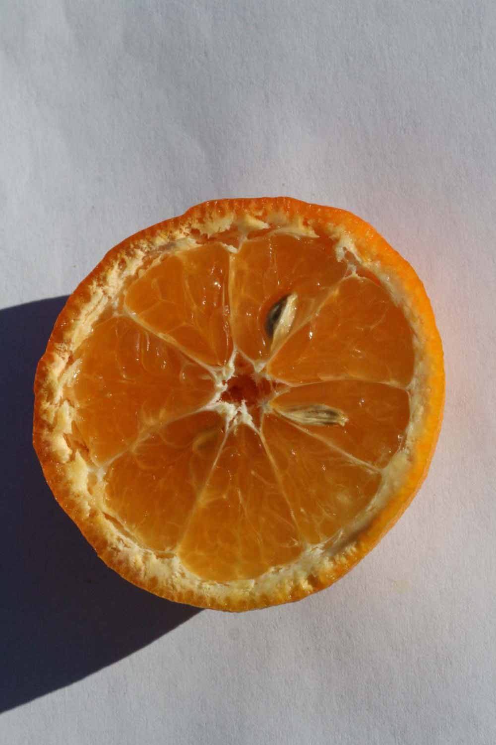              Fruit cross-section (Riverside, CA)       